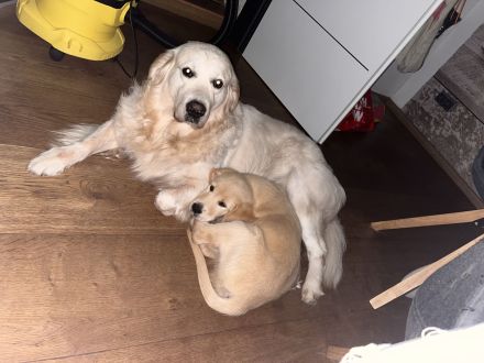 Golden Retriever Rüde