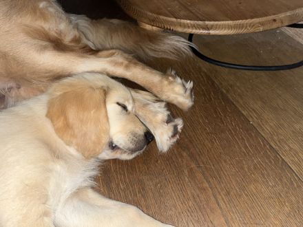 Golden Retriever Rüde