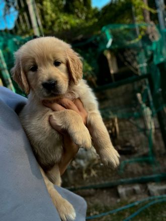 Golden Retriever Rüde