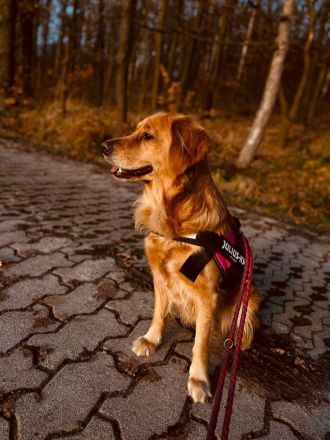 Golden Retriever Rüde