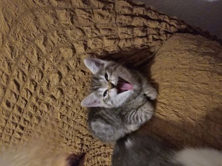 Wunderschöne Bkh kitten