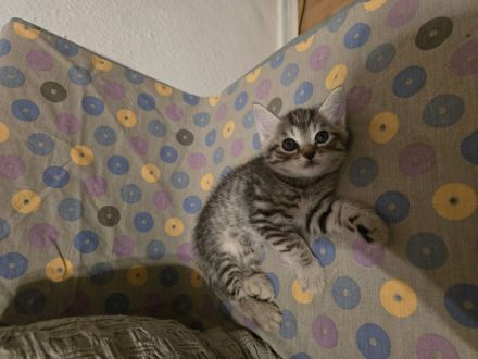 Wunderschöne Bkh kitten