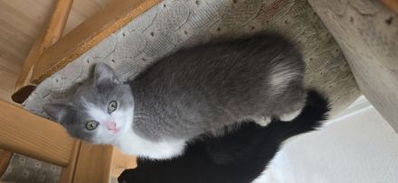 Wunderschöne Bkh kitten