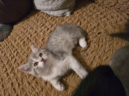 Wunderschöne Bkh kitten