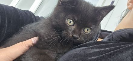 Wunderschöne Bkh kitten