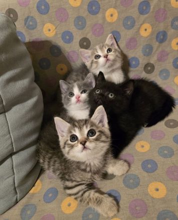 Wunderschöne Bkh kitten