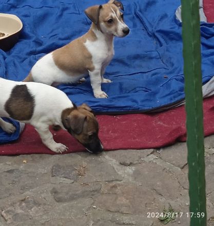 Jack Russell Terrier welpen mit CHIP/Eu-Pass ab sofort - nur 1 Hündinn