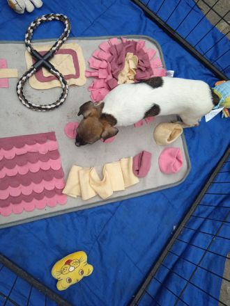 Jack Russell Terrier welpen mit CHIP/Eu-Pass ab sofort - nur 1 Hündinn