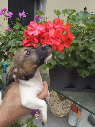 Jack Russell Terrier welpen mit CHIP/Eu-Pass ab sofort - nur 1 Hündinn