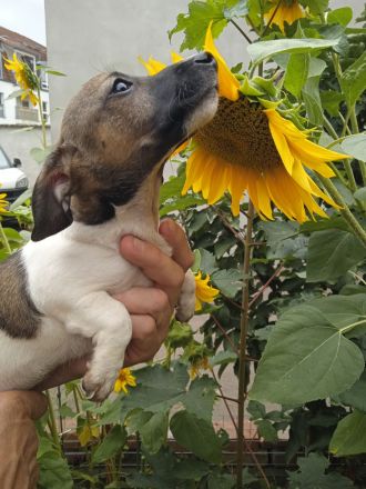 Jack Russell Terrier welpen mit CHIP/Eu-Pass ab sofort - nur 1 Hündinn