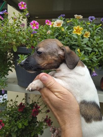 Jack Russell Terrier welpen mit CHIP/Eu-Pass ab sofort - nur 1 Hündinn