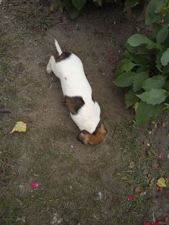 Jack Russell Terrier welpen mit CHIP/Eu-Pass ab sofort - nur 1 Hündinn