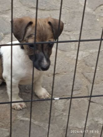 Jack Russell Terrier welpen mit CHIP/Eu-Pass ab sofort - nur 1 Hündinn