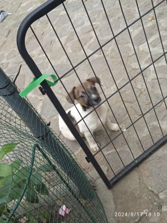 Jack Russell Terrier welpen mit CHIP/Eu-Pass ab sofort - nur 1 Hündinn