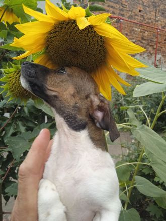 Jack Russell Terrier welpen mit CHIP/Eu-Pass ab sofort - nur 1 Hündinn