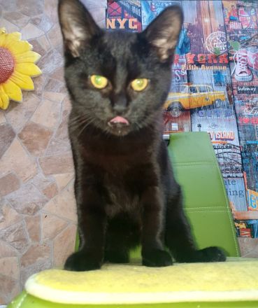 2 BKH Kater dringend abzugeben nur zusammen