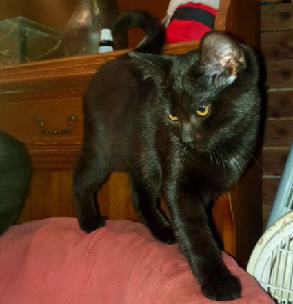 2 BKH Kater dringend abzugeben nur zusammen