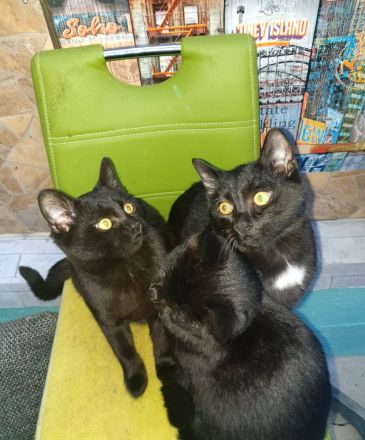 2 BKH Kater dringend abzugeben nur zusammen