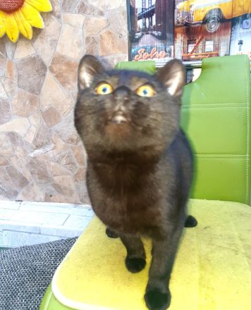 2 BKH Kater dringend abzugeben nur zusammen