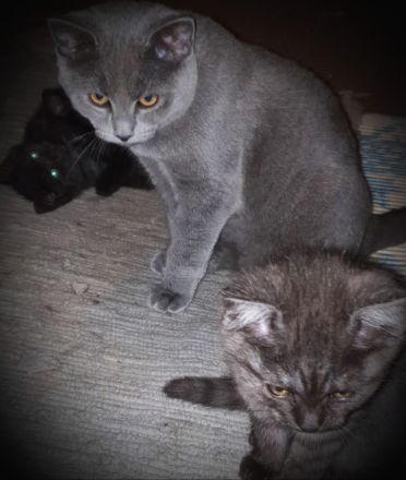 2 BKH Kater dringend abzugeben nur zusammen