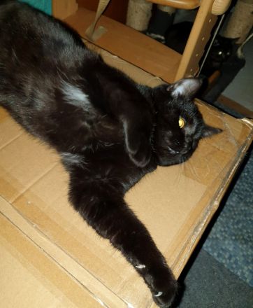 2 BKH Kater dringend abzugeben nur zusammen