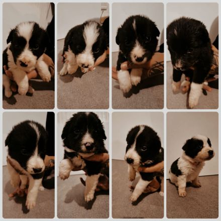 Verkaufe wunderschöne Border Collie Mischlings Welpen