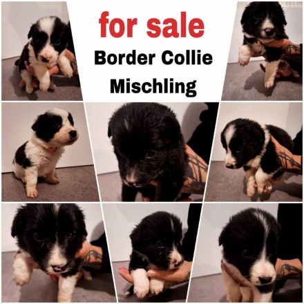 Verkaufe wunderschöne Border Collie Mischlings Welpen