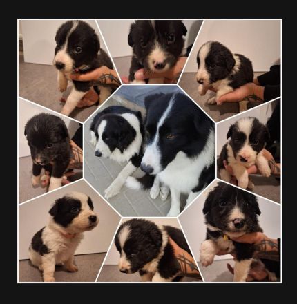 Verkaufe wunderschöne Border Collie Mischlings Welpen