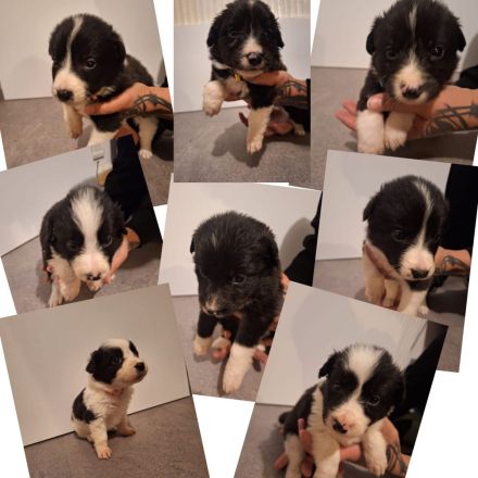 Verkaufe wunderschöne Border Collie Mischlings Welpen