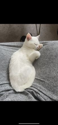 Bkh Britisch Kurzhaar Katze