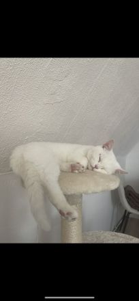 Bkh Britisch Kurzhaar Katze