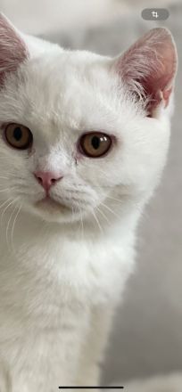 Bkh Britisch Kurzhaar Katze