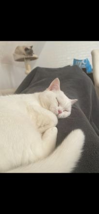 Bkh Britisch Kurzhaar Katze