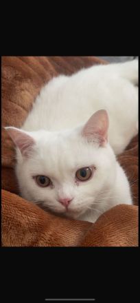 Bkh Britisch Kurzhaar Katze