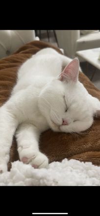 Bkh Britisch Kurzhaar Katze