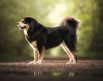 WURFANKÜNDIUNG DO KHYI