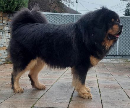 WURFANKÜNDIUNG DO KHYI