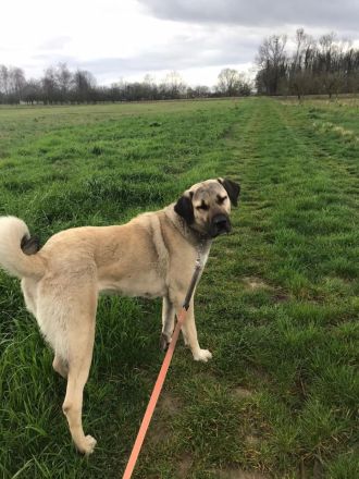 Kangal Hirtenhündin Wachhund