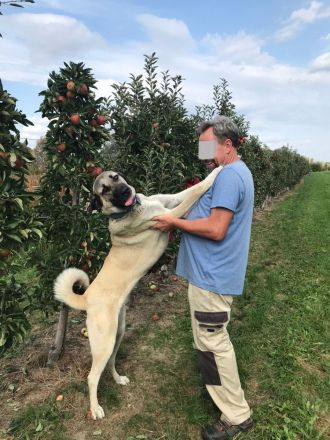 Kangal Hirtenhündin Wachhund