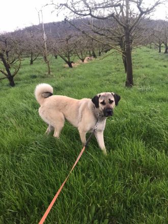 Kangal Hirtenhündin Wachhund
