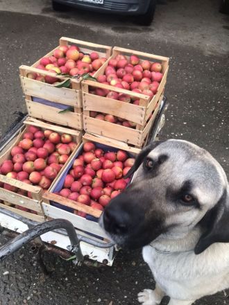 Kangal Hirtenhündin Wachhund