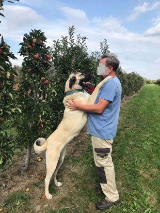 Kangal Hirtenhündin Wachhund