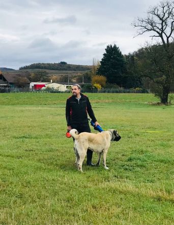 Kangal Hirtenhündin Wachhund