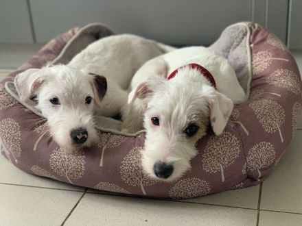 Schöne Parson Russell Terrier Mädels