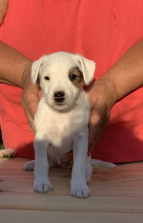 Schöne Parson Russell Terrier Mädels