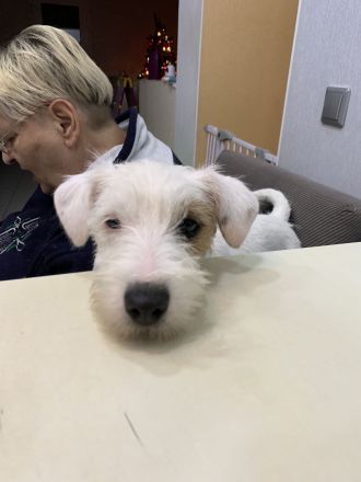 Schöne Parson Russell Terrier Mädels