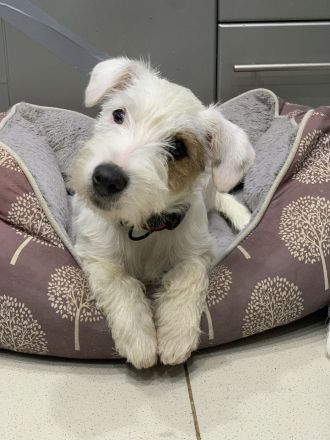 Schöne Parson Russell Terrier Mädels