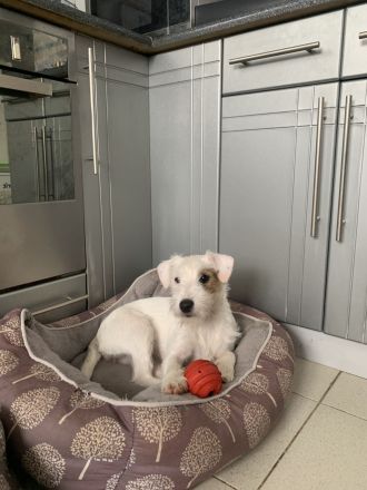 Schöne Parson Russell Terrier Mädels