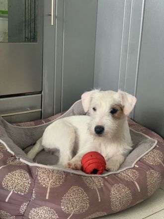 Schöne Parson Russell Terrier Mädels