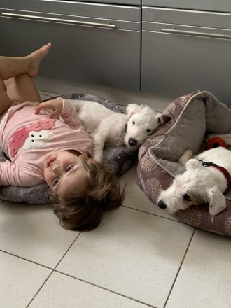 Schöne Parson Russell Terrier Mädels